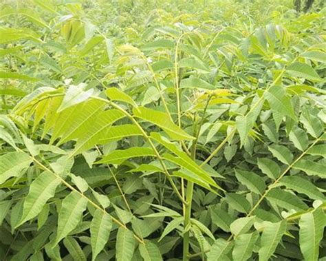 香椿树的种植|香椿的种植时间和方法详解（教你如何种植出优质的香椿，提高产。